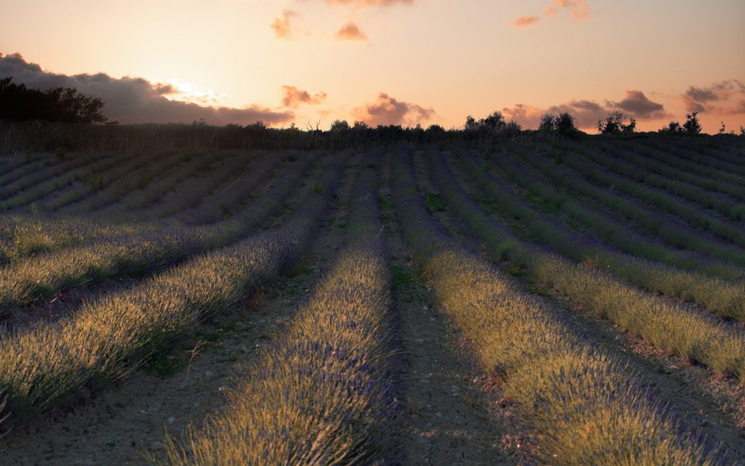 Tramonto con la Lavanda